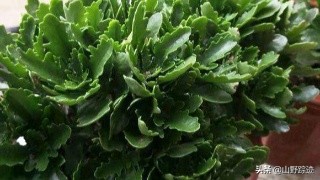 遇到花掉叶黄不如试试这一物,只需加一勺,会有意想不到的效果