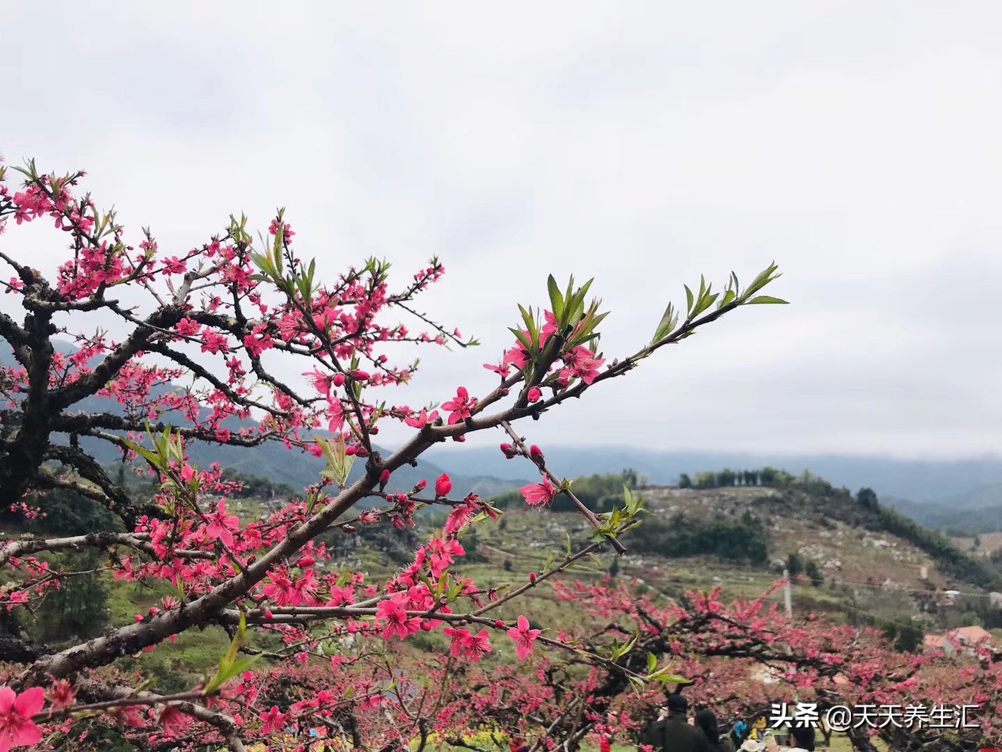 早餐吃什么补气血养肝,春季补气补血的食疗方法