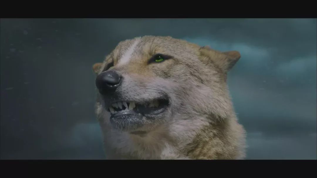 养狼disco：我在*疆新**，把狼养成了哈士奇