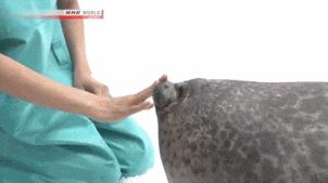 这届年轻人有多清醒,这届年轻人怎么爱上吸熊猫的