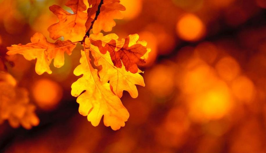 浮生若梦为欢几何经典句子,浮生若梦为欢几何怎样理解这句话