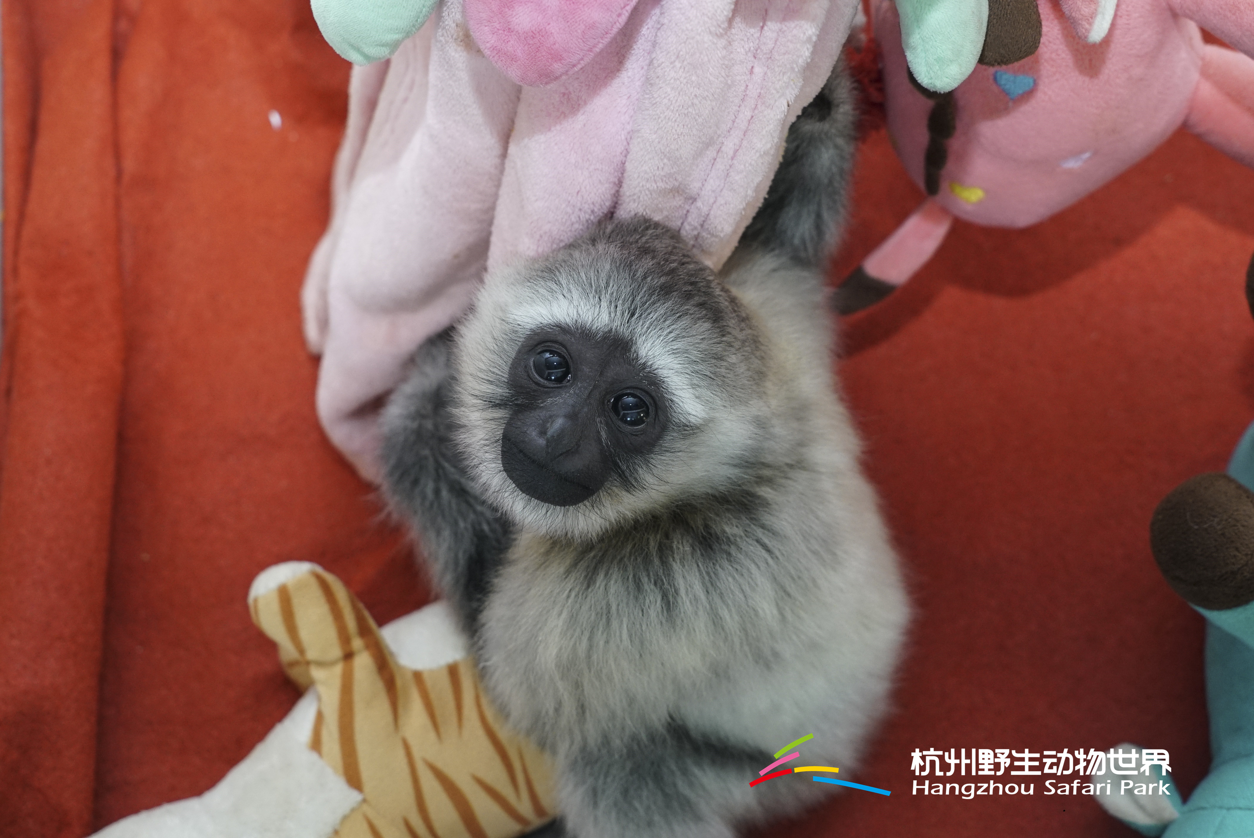 长臂猿女生,长臂猿女孩