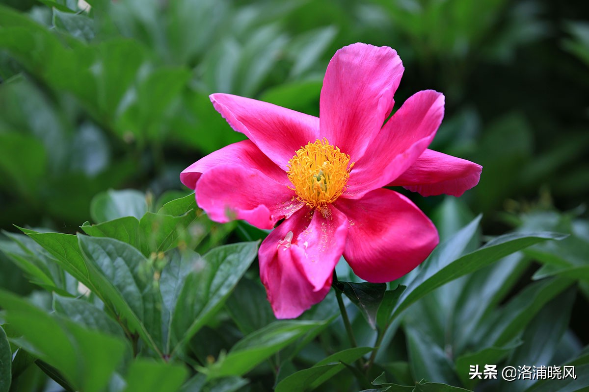 大院绿化的回忆——顺便看看院里的芍药定个究竟有多少种？