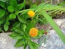 中药图片大全名称,中药图片大全带药名高清