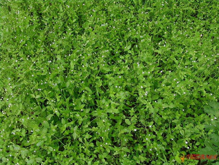 农田杂草图谱防治方法,农田主要杂草图谱