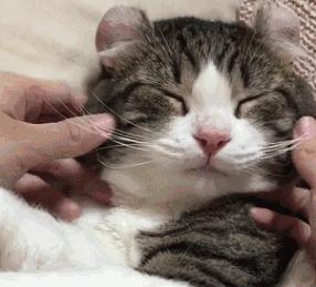 怎么判断猫咪的嘴臭不臭,猫咪的嘴巴到底多臭