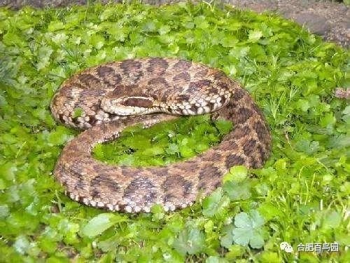 蛇类科普动物世界,各种动物蛇类科普视频