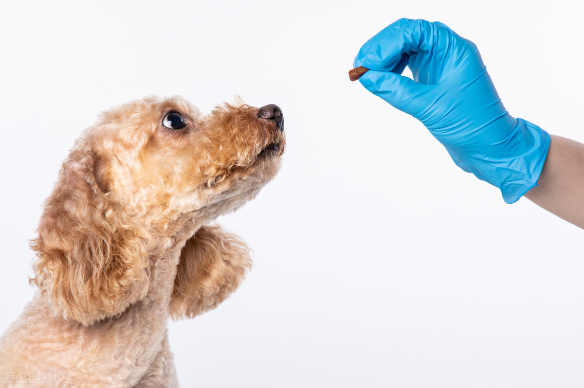 泰迪犬生产后口臭怎么回事,泰迪犬口臭怎么解决