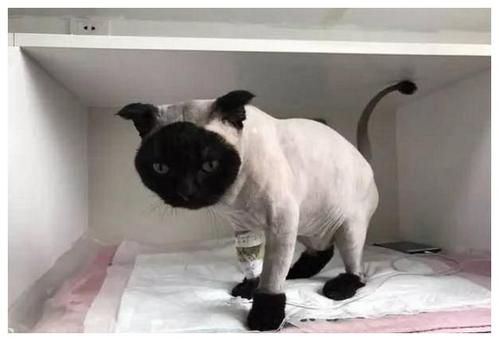 猫咪一坨一坨的掉毛是怎么回事,防止猫咪掉毛小妙招