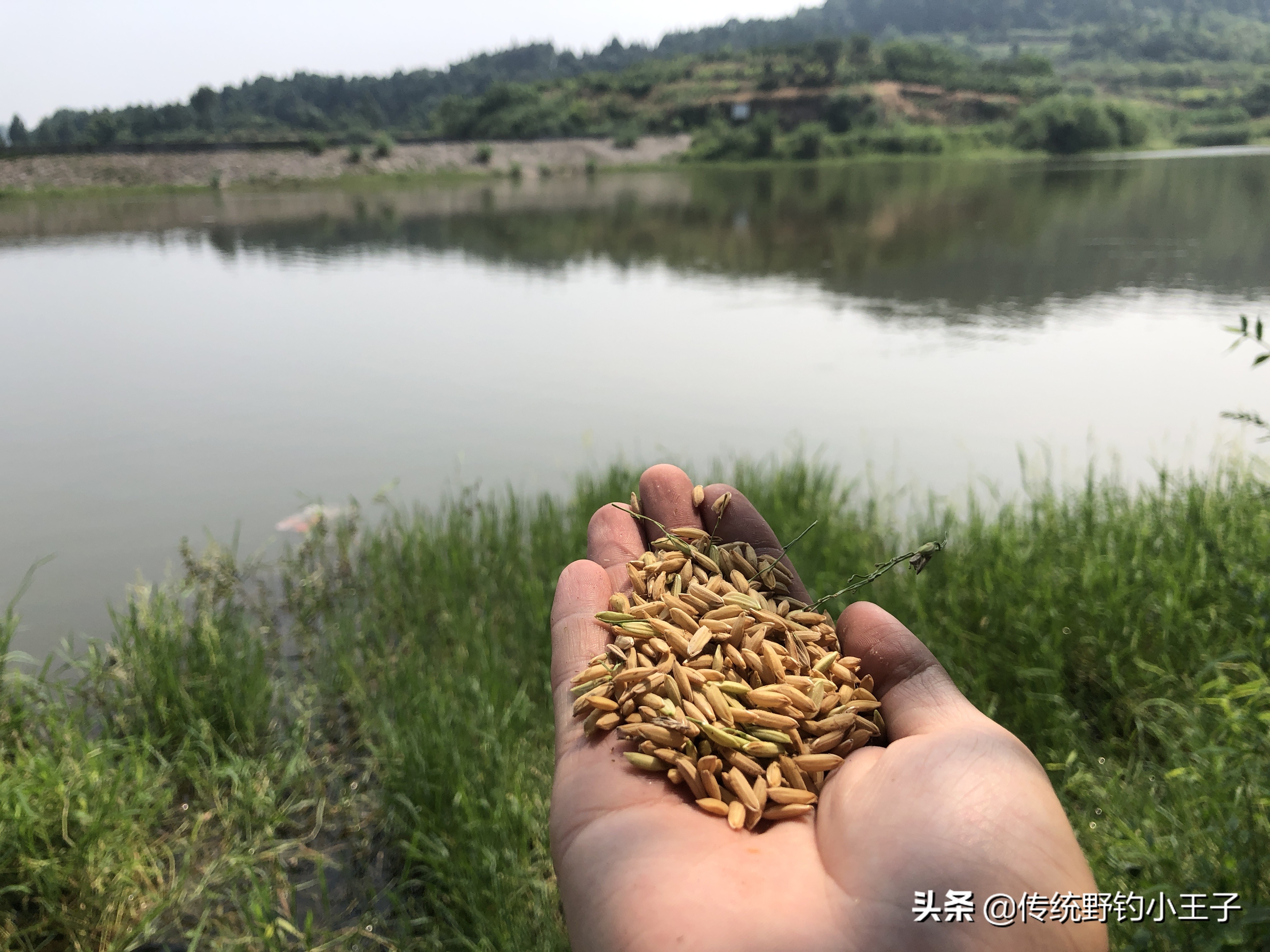 谷麦钓通线1.5和2.0对鱼口影响大吗,野钓谷麦用什么打窝比较好