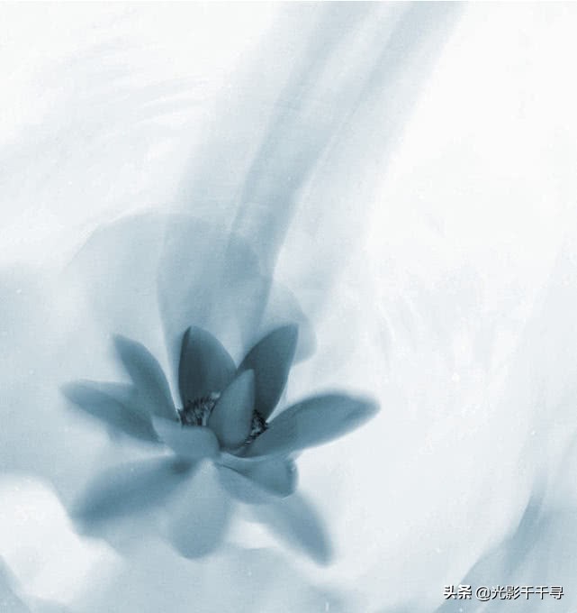 教你怎么拍出漂亮的荷花,摄影如何拍出荷花的感觉