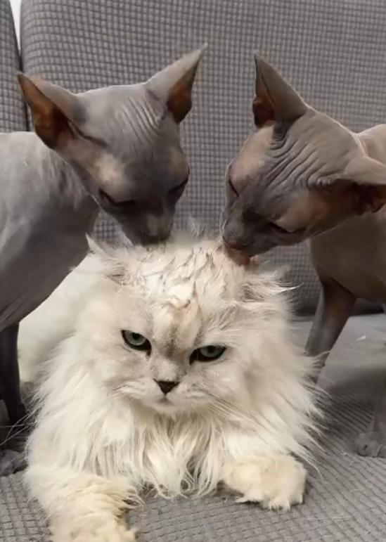 无毛猫咪沉浸式舔毛,无毛猫咪