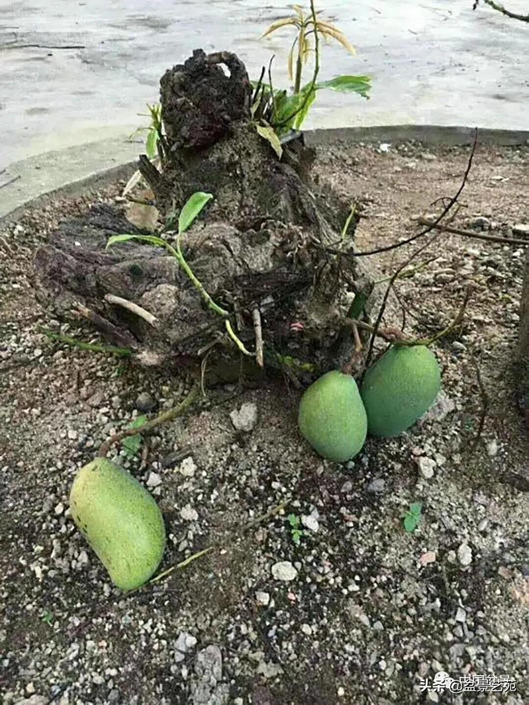 老树桩的造形特征有哪些,论述树桩盆景主要流派的艺术特点