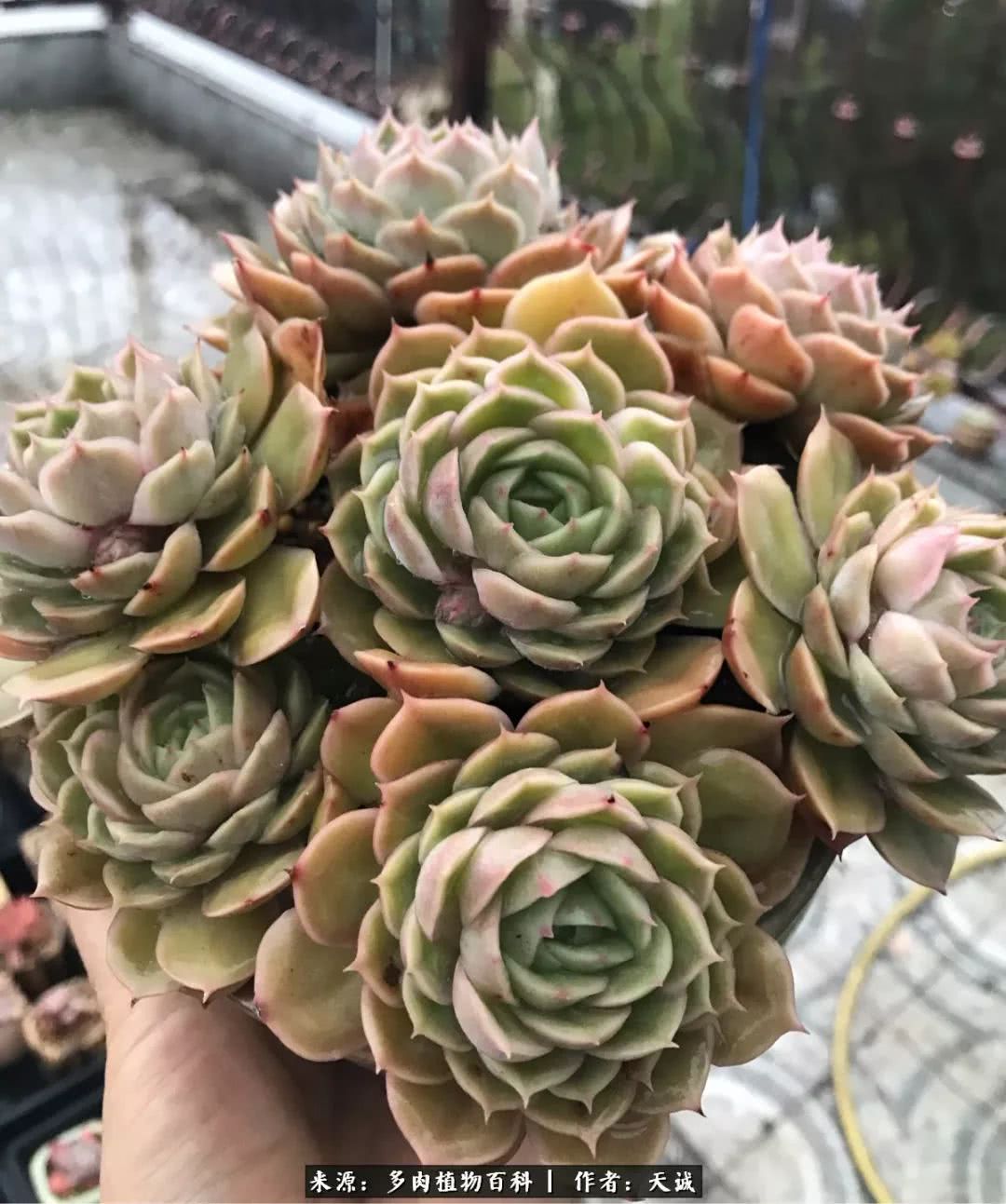 多肉从小养到大的过程,真爱的力量教程