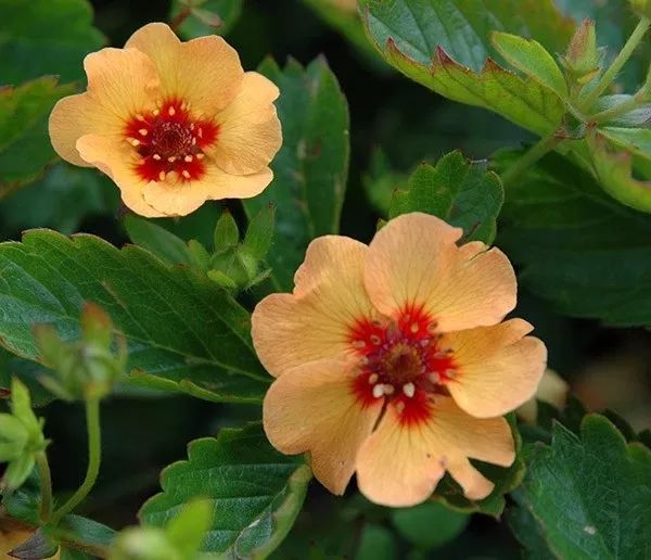 金露花耐寒度,金露梅生长习性