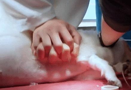 居家狗狗生活训练,日常护理狗狗皮肤不瘙痒