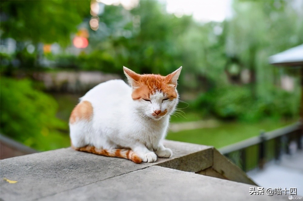 别让宠物医院榨干铲屎官的钱包——小毛病，不求人「外创篇-下」