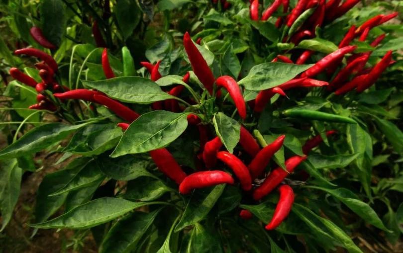 辣椒死秧是什么原因,辣椒光长秧不结椒是什么原因