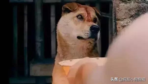 土狗的优势,土狗的三个基本行为