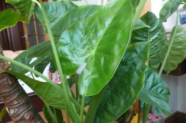 怎么养护滴水观音,养护滴水观音