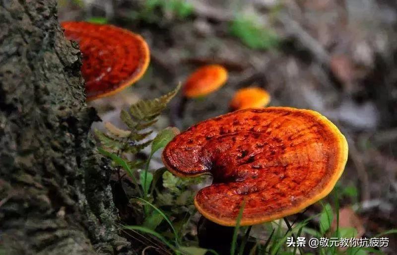 日本人长寿健康的秘诀,日本人长寿的秘诀纳豆