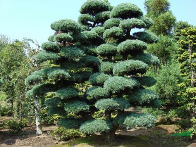 无花果树在庭院内种植有什么寓意,冷杉树长在庭院里风水上有说法吗