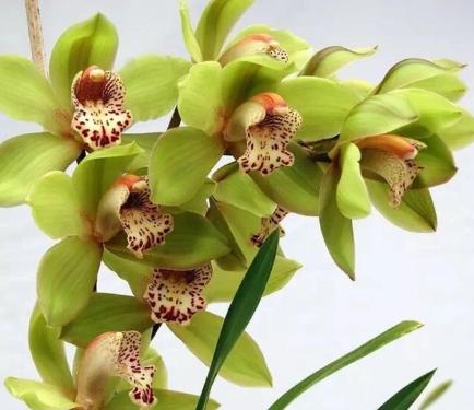 值得收藏的兰花品种有哪些图片,最好的兰花品种图片大全欣赏