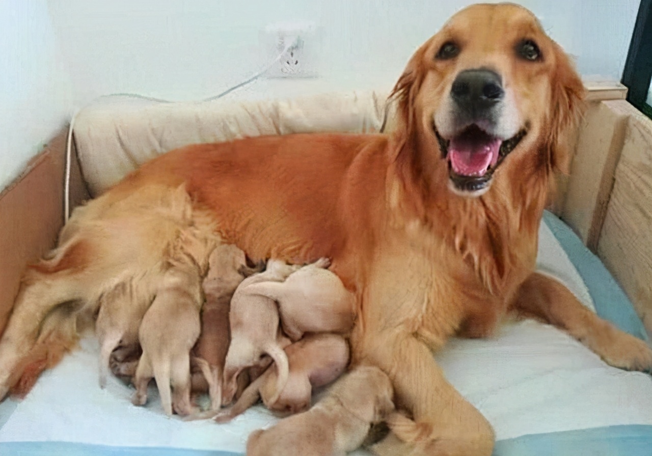 新手养金毛养幼犬好还是成犬好,新手养金毛合适还是阿拉斯加合适