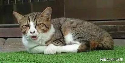 长得很潦草的一只猫,一只猫能有多潦草