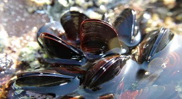 软绵贝壳,硬贝壳类