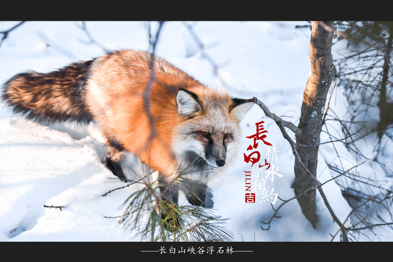 冰雪总动员简介,冰雪总动员