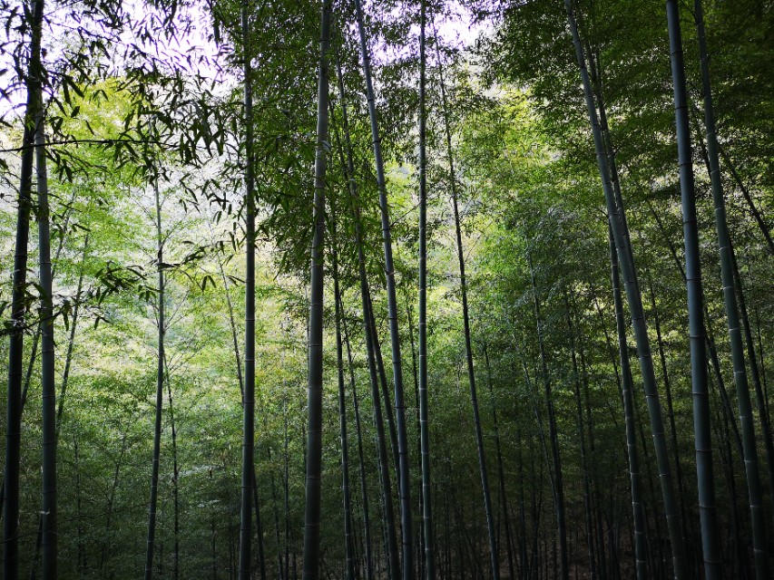 宜兴竹海游和龙背山森林公园游记