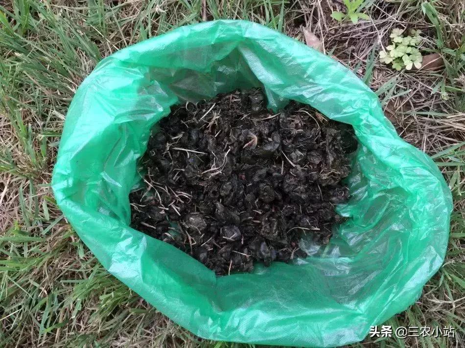 农村这种野菜“雨后”才出现，有人嫌脏，但营养极高