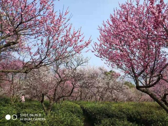 梅花山小梅山,南京梅花山和第一梅山有区别