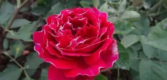 一万年一次的2020520；一起认识100种玫瑰~别送错啊