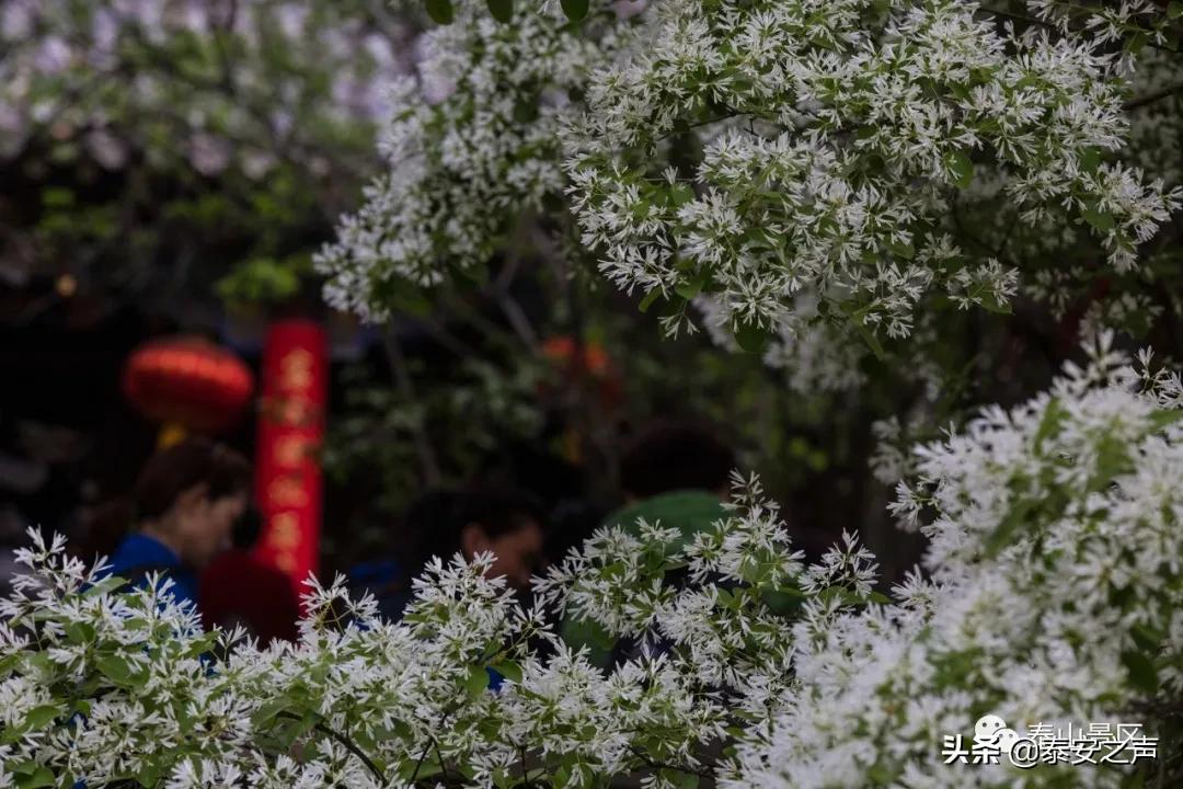 三月三蟠桃会王母娘娘聚群仙,又是一年三月三王母娘娘蟠桃会