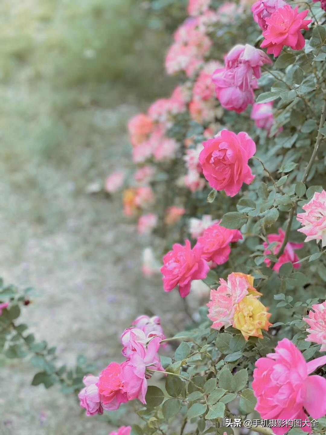 手机拍出人像大片的照片技巧,手机拍出清晰照片的20个技巧