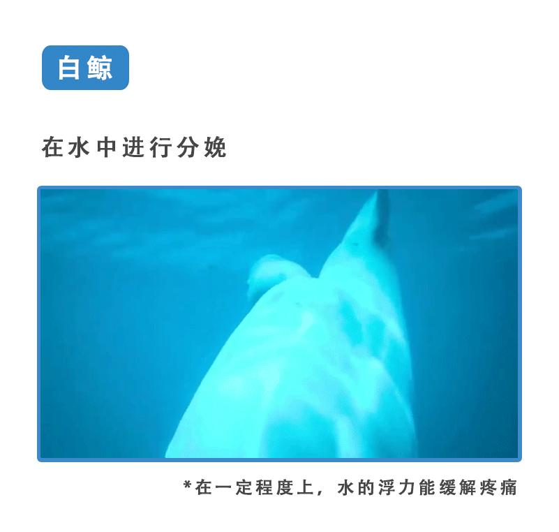 动物世界生蛋的过程,动物世界奇特的分娩方式