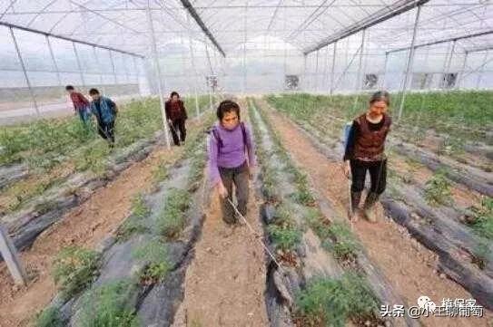 根腐死棵烂苗怎么补救,根腐枯萎病怎么处理