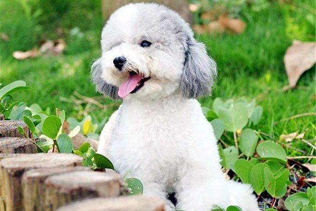 简述贵宾犬拉姆装的修剪要点,贵宾犬拉姆装就是运动装吗