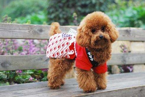 养泰迪犬的人应该知道这几件事情,养泰迪犬一个月正常开销