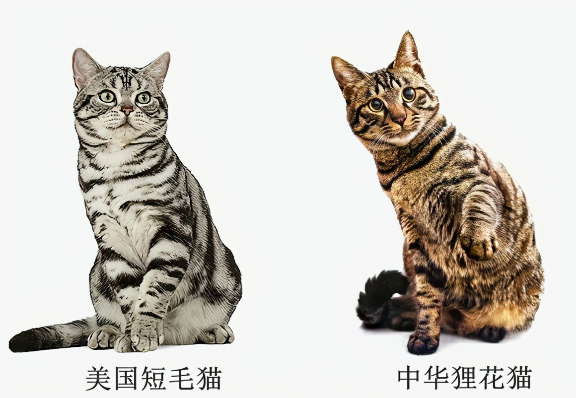 美短虎斑猫咪的品种,美国短毛猫虎斑价格