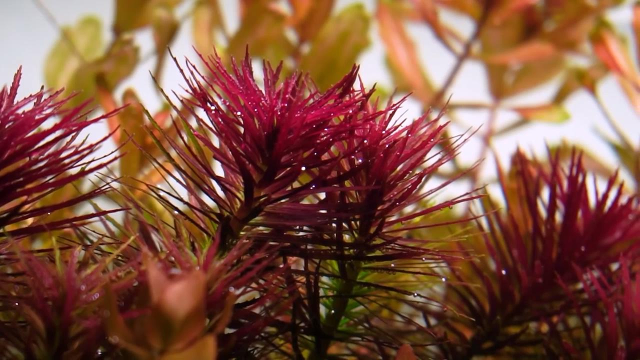 新开水草缸水浑发臭怎么办,新开草缸水草老是飘起来