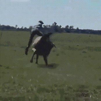 搞笑gif你以为我会乖乖地转圈吗,打着伞跳舞搞笑视频