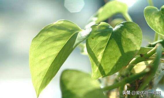 懒人必备小房间,懒人必备小宠物