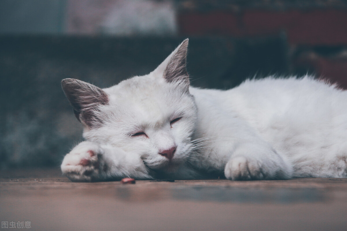 猫咪难产主人怎么助产,猫咪难产去医院小猫怎么处理