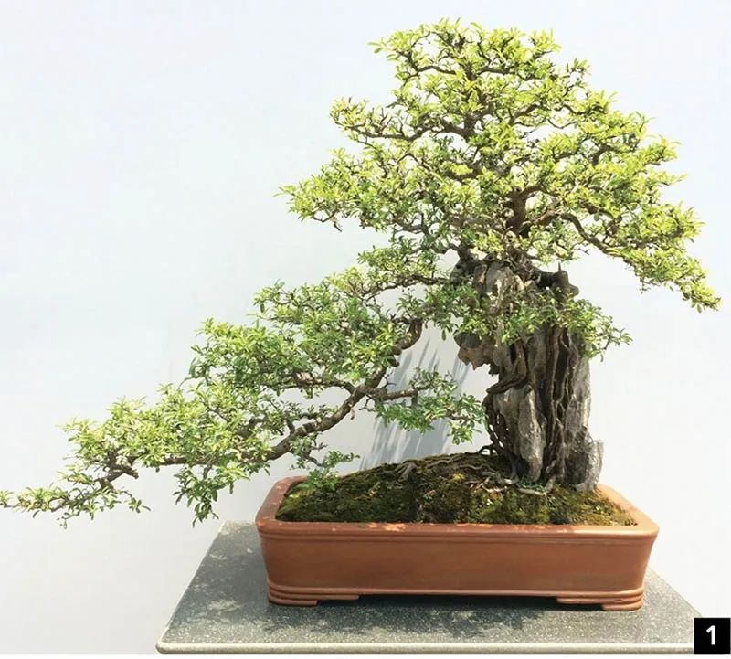 盆景修行,学习盆景技术最好的书