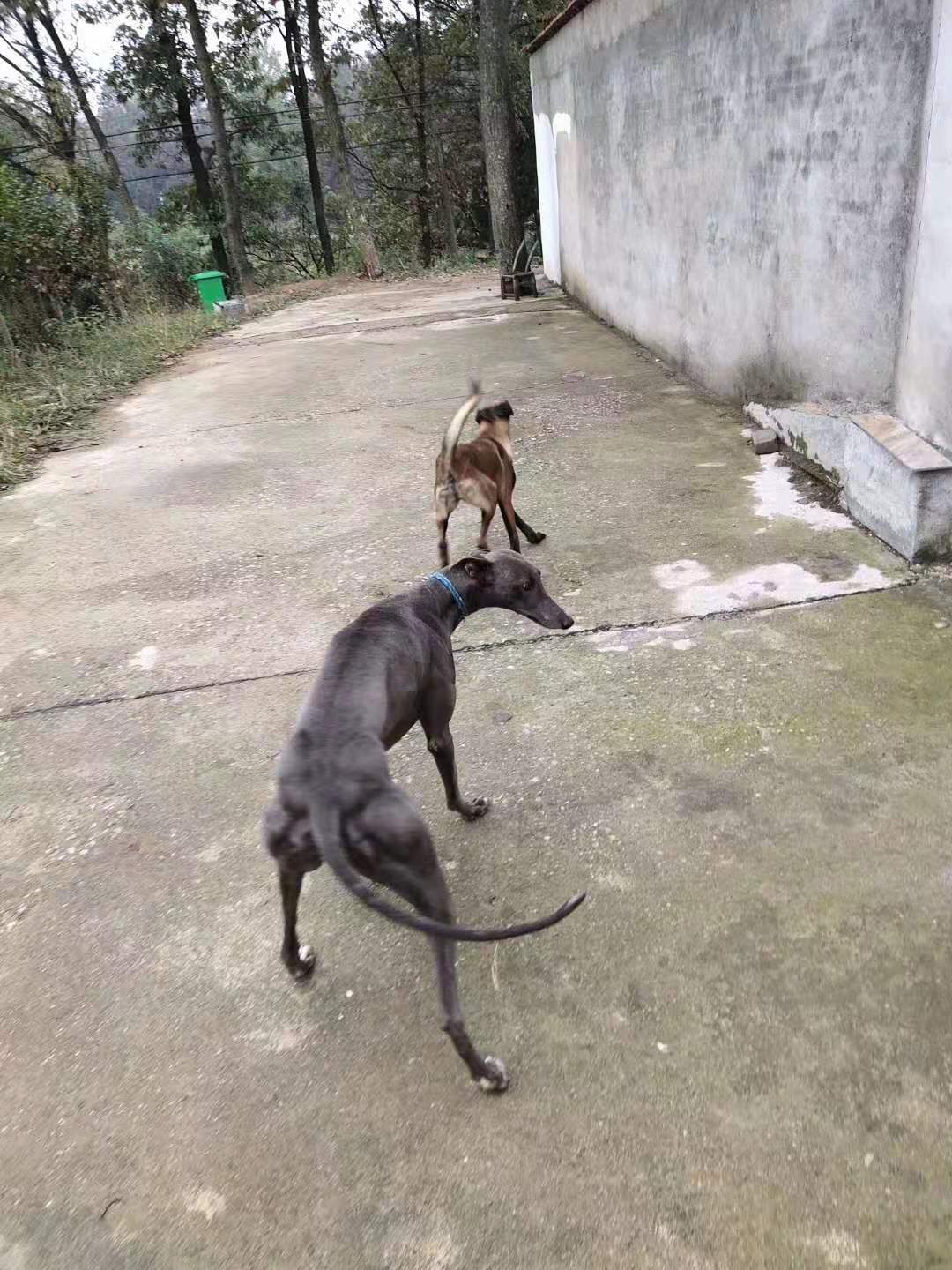 灵缇细狗雪地撵兔视频,意大利小灵缇犬撵兔视频