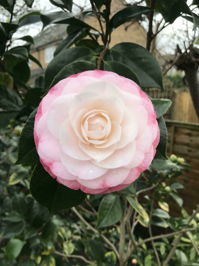 40种国外“活久未见”的花，有的专门吃昆虫，连小青蛙都不放过