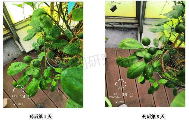 矿物油与螺螨酯混配,矿物油和螺螨酯混配